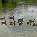 A Dozen Ducks