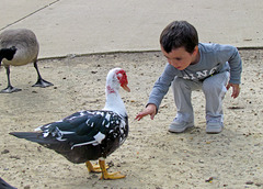 Boy Feeding Duck