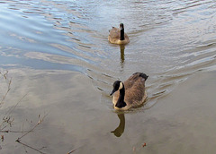 Pair of Canada Geese