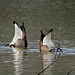 Bottoms Up - Canada Geese
