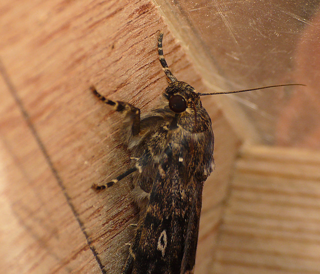 Copper Underwing Fresh Face
