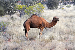 Feral Camel