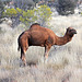 Feral Camel