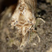Pale Prominent 1 -Face