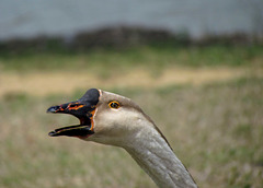 Honking Goose