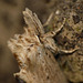 Pale Prominent 2 -Face