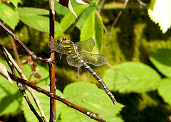 Golden-ringed Dragonfly at Marline