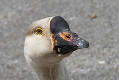 Domestic Swan Goose Portrait