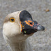Domestic Swan Goose Portrait