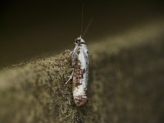 Ash Bud Moth