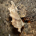 Pale Prominent 1 -Side