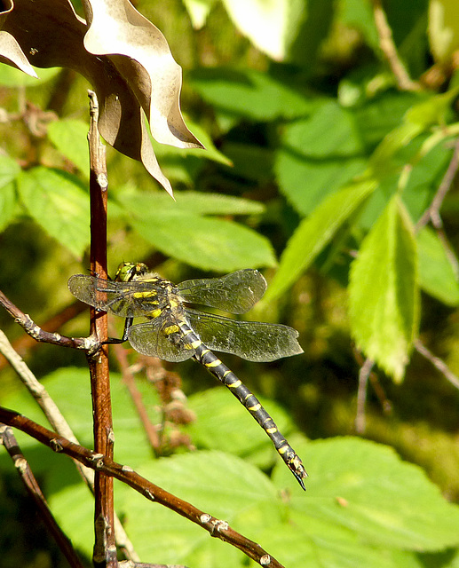 Golden-ringed Dragonfly at Marline