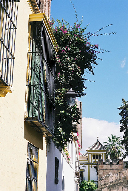 Seville Street 9 M7