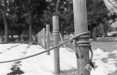 Knots on wood poles