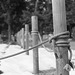 Knots on wood poles