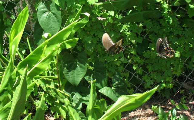 Spicebush Swallowtail Butterflies..