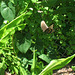 Spicebush Swallowtail Butterflies..