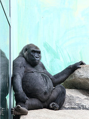 Gorilla (Hellabrunn)