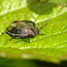 Gorse Shieldbug Nymph