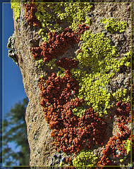 Red and Green Lichen