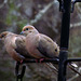 Mourning Doves and Goldfinch