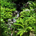 Waterfall with Ferns