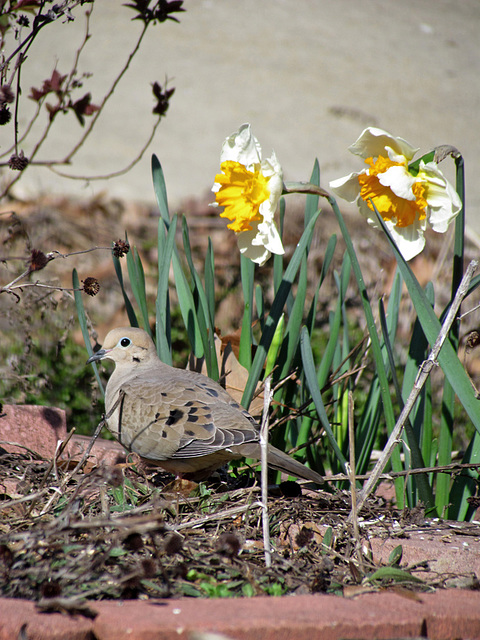 Mourning Dove and Daffodils
