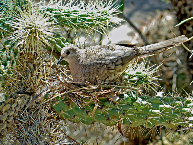 Inca dove on nest