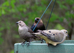 Brown-headed Cowbird Pair and Mourning Dove