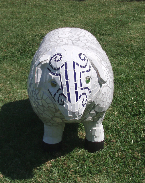 Maori Ewe - front on