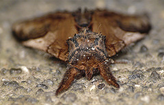 Pebble Prominent Face