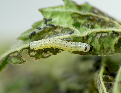 Common Quaker Caterpillar Around 2nd Instar