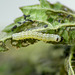 Common Quaker Caterpillar Around 2nd Instar