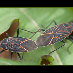 Box Elder Bugs Mating