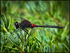 Red-Bodied Dragonfly