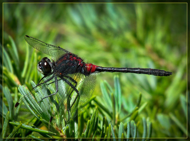 Red-Bodied Dragonfly