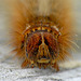 Oak Eggar Caterpillar Face