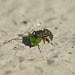 Patio Life: Ladybird Larva v Aphid