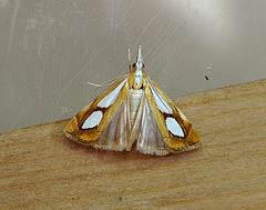 Catoptria pinella Open