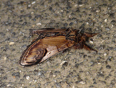 Pebble Prominent Side