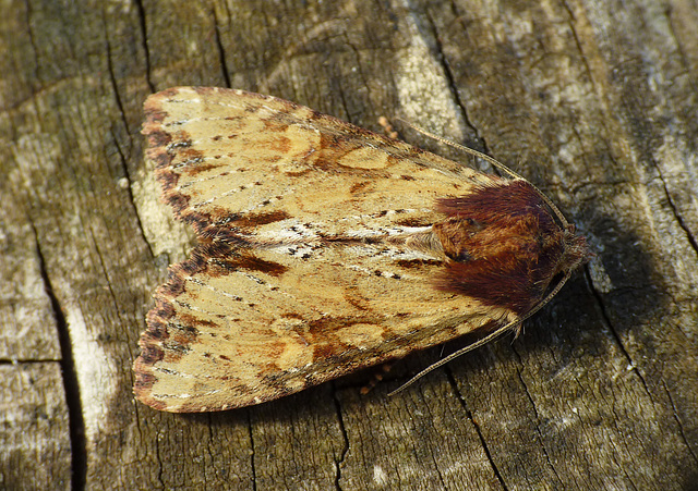 Clouded-bordered Brindle