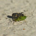 Patio Life: Ladybird Larva v Aphid