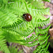 Eye-spotted Lady Beetle, Anatis mali