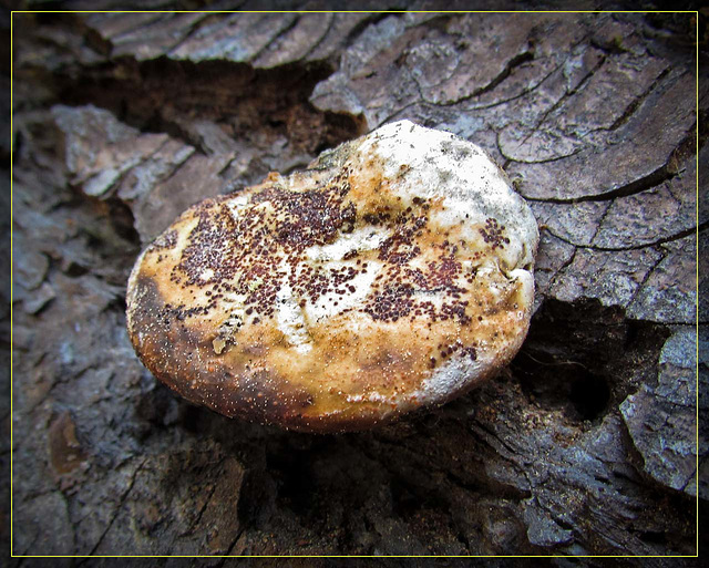 "Chocolate-Dusted" Mushroom