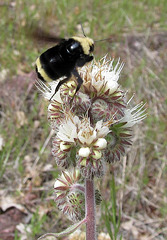 Yellow-faced Bumble Bee, Bombus vosnesenskii