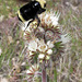 Yellow-faced Bumble Bee, Bombus vosnesenskii