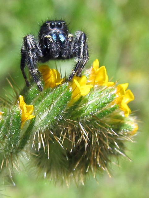Red Jumping Spider Male on Fiddleneck Flower