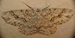 The Engrailed