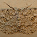 The Engrailed