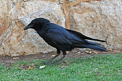 Young Raven
